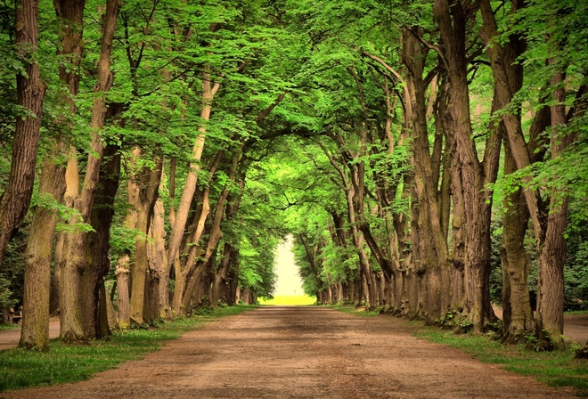 woods, road, tree, green, leaves, forest