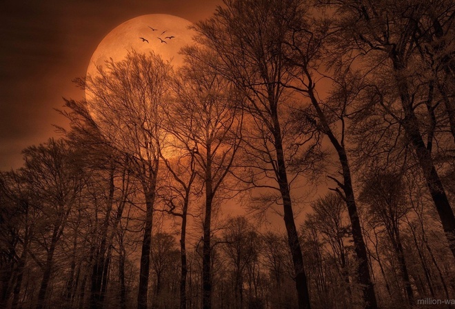 moon, night, birds, sky, tree, forest, dark