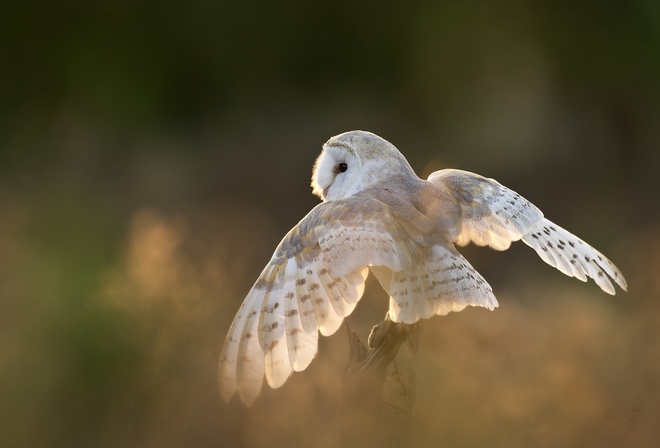 owl, bird, tree, fly, wild, white