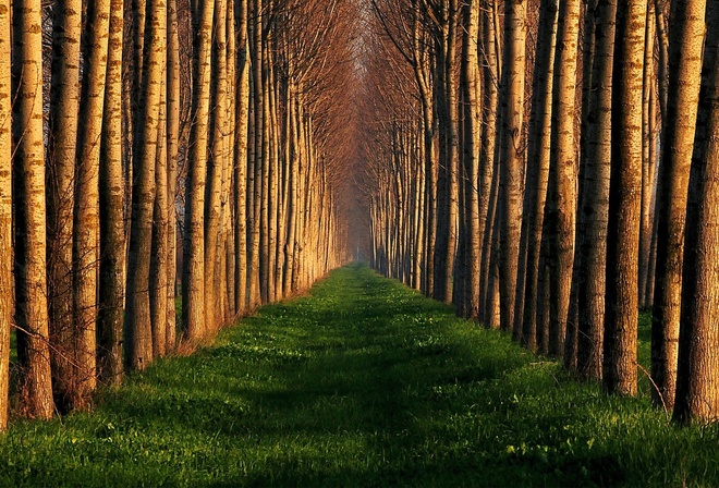 trees, file, path, grass, green