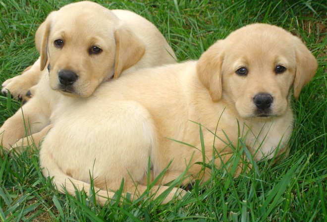 labrador, retriever, dogs, grass, cute