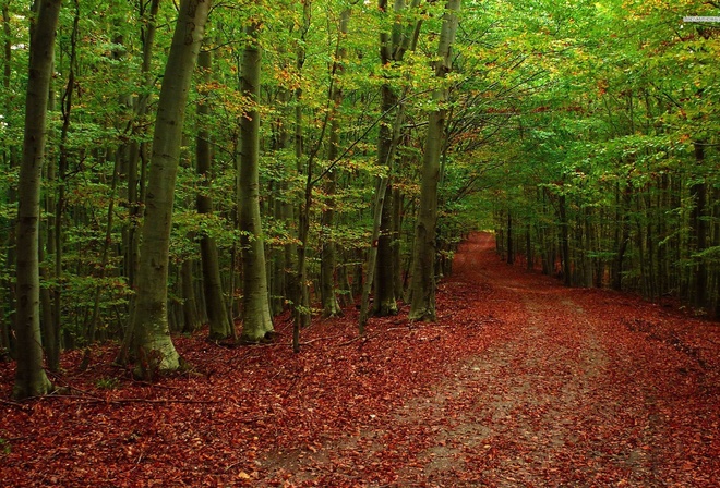 autumn, forest, patch, leaves, tree