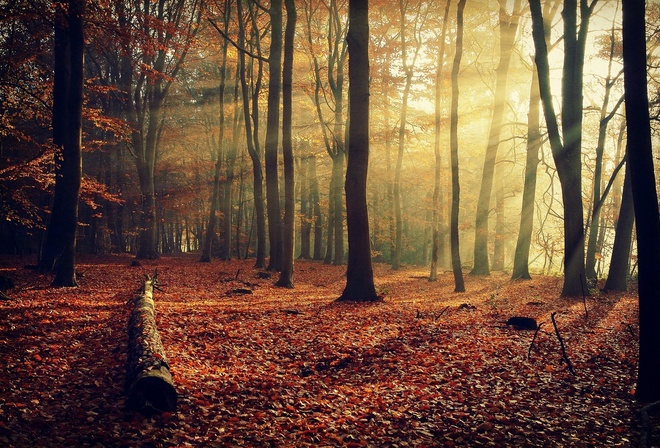 forest, tree, leaves, autumn