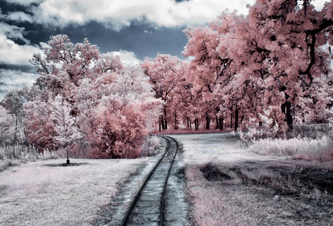 railroad, tree, winter, forest