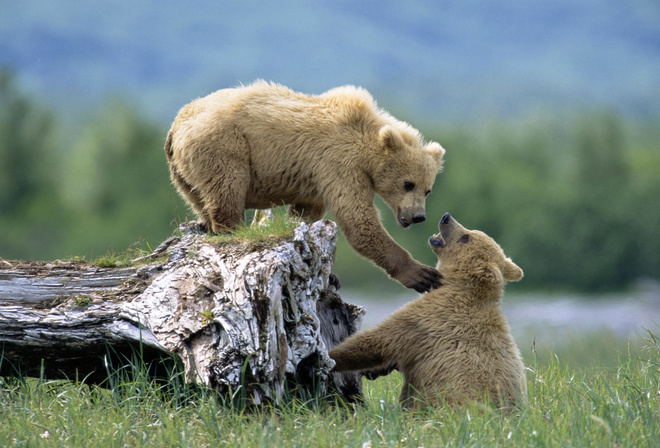 bear, cubs, wild, grass