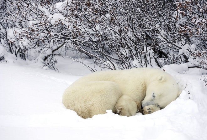 bear, polar, cub, dream, snow, wild