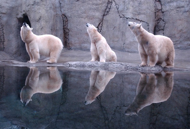 bear, polar, water, ice, snow