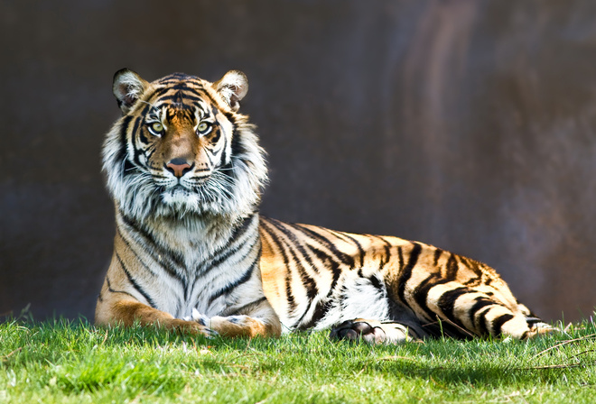 tiger, rest, grass, tree, bigcat, wild