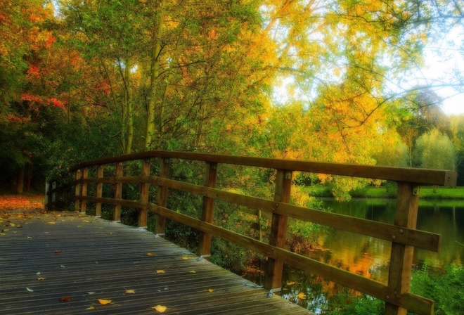 bridge, forest, leaves, tree, river