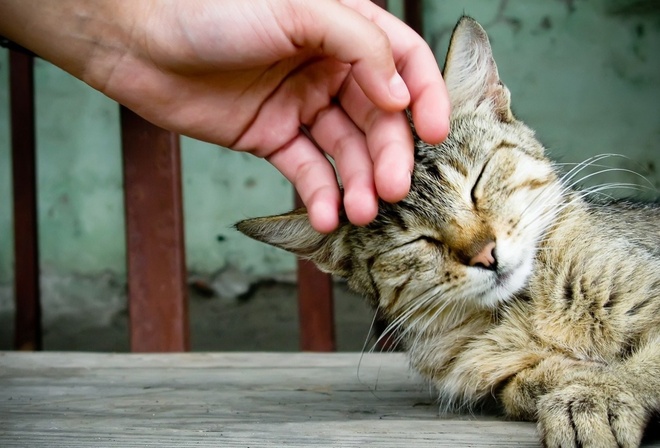 cat, hand, kitty, finger