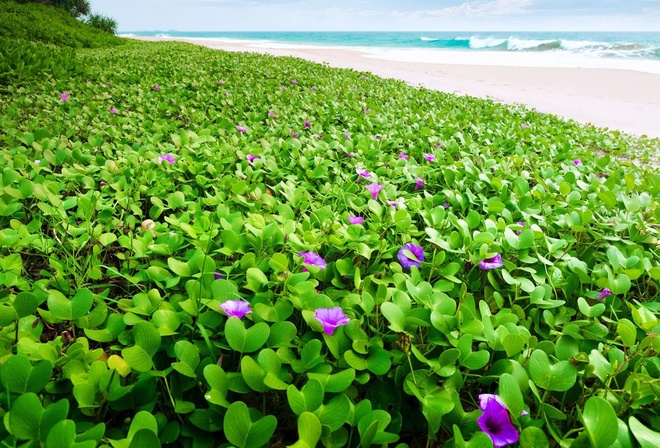 пляж, океан, зелень, цветы, весна, красиво, природа