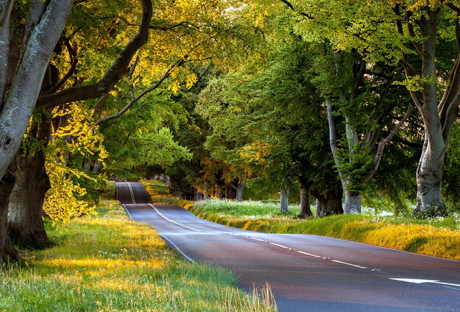 road, tree, green, leaves, natural