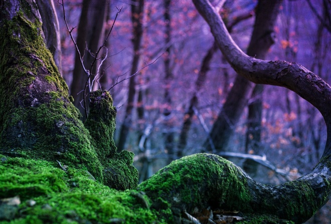 mossy, tree, trunk, forest
