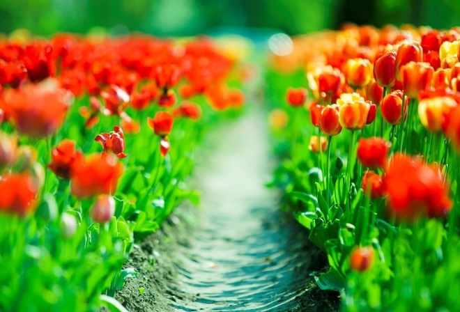 tulips, flower, fields, red