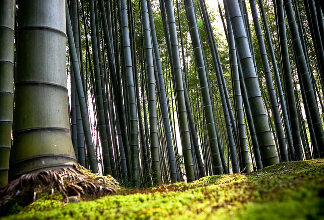 bambu, forest, tree, green