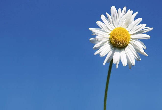 sunflower, fileds, branch, flower, sky