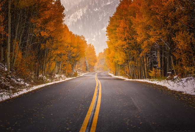 road, tree, leaves, autumn