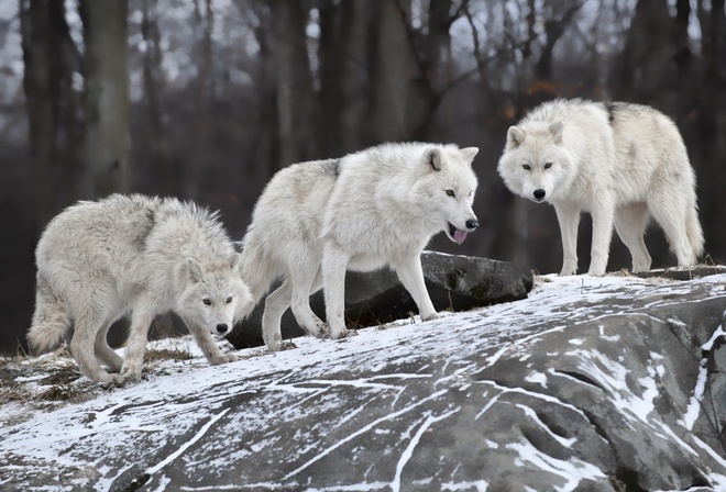 wolves, white, forest, winter, snow