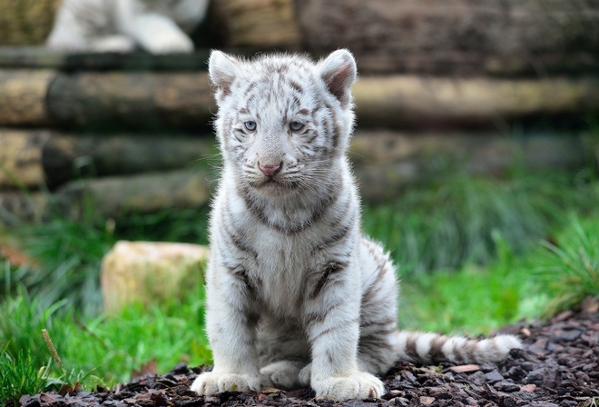 tiger, white, cub, wild, grass, tree