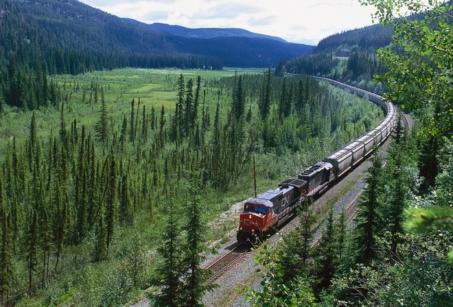 nature, train, railroad, forest