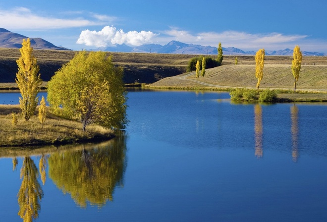 field, water, pine, tree, lake, green, grass