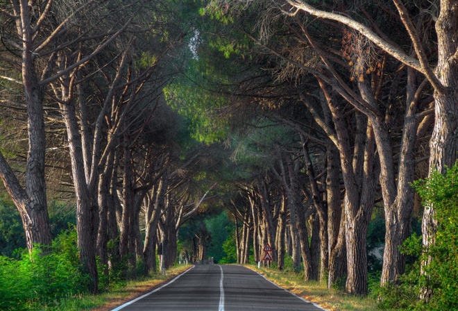 woody, road, tree, forest, green