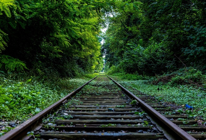 green, tree, railroad, forest