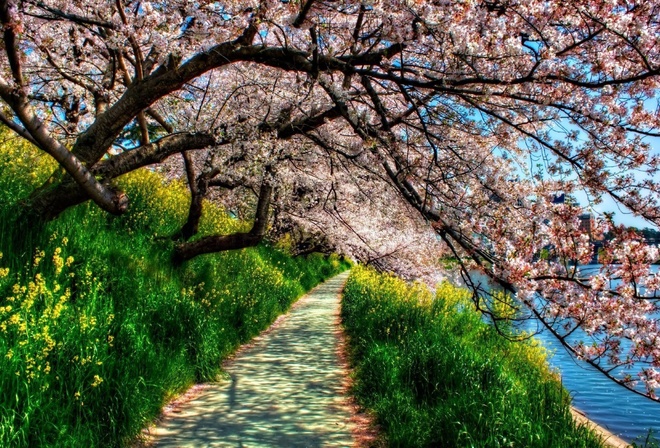 blossom, riverside, tree, path