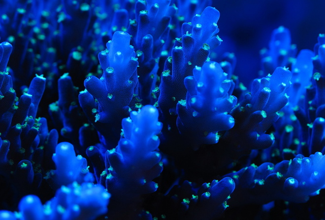 , , ,  , sea, coral, blue, sea creatures