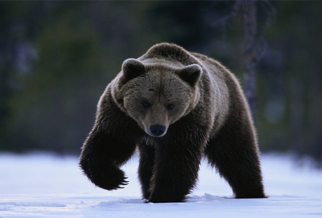 bear, black, snow, forest, ice
