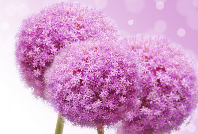 ,  , flowers lilac flowers