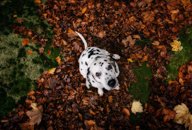 dalmata, dog, cute, leaves