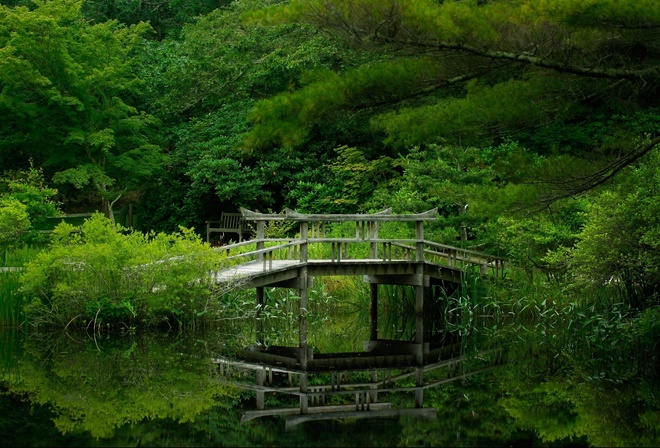 forest, green, lake, bridge, trees