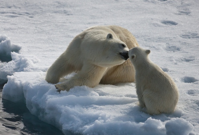 mother, polar, cub, ice, bear