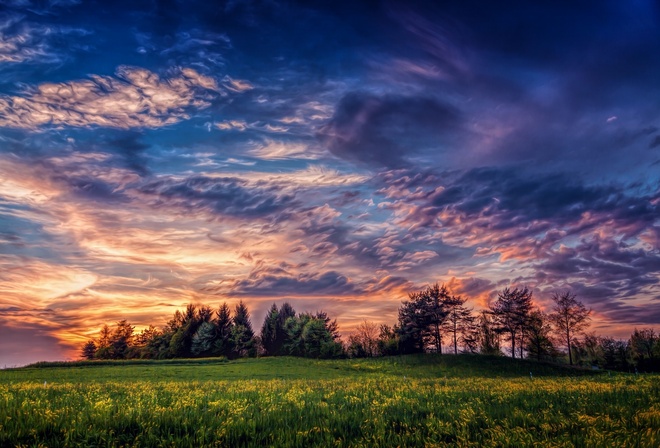 nature, landscape, trees, field flowers, the sunset, , , , , , 