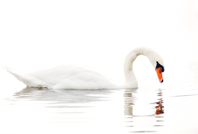  , , , , white background, lake, water, Swan