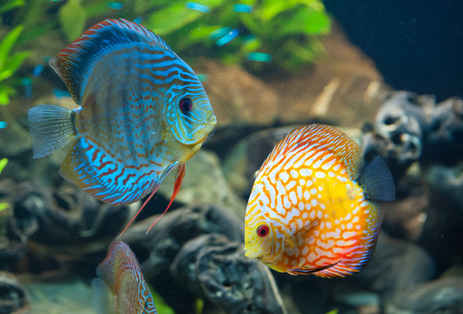 beautiful, Discus, fish, underwater, ocean, sea, coral reef, , , ,  , , ,  