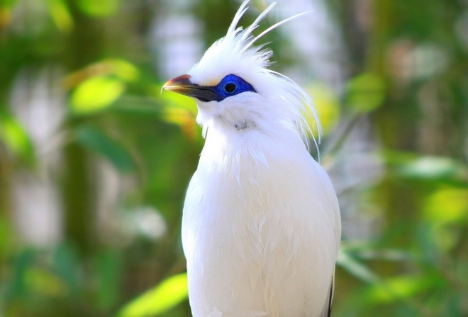 bird, cute, white, wild