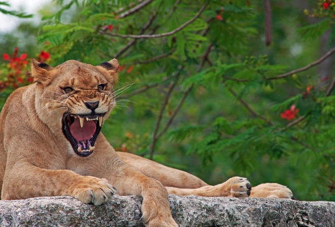 puma, angry, grass, wild, bigcat