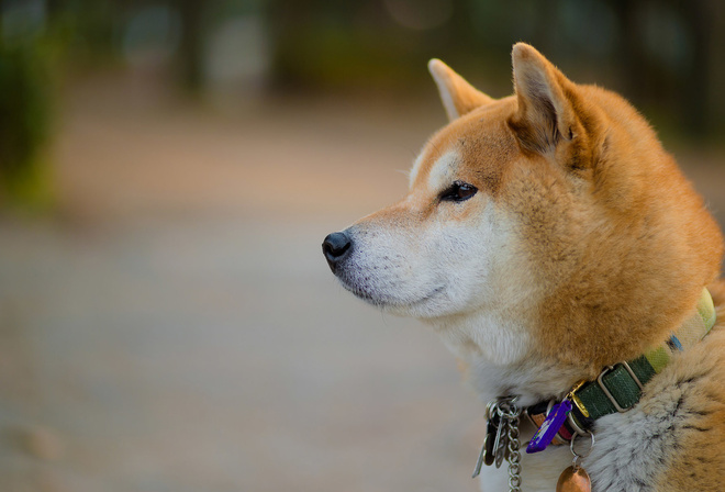 akita, dog, head, cute