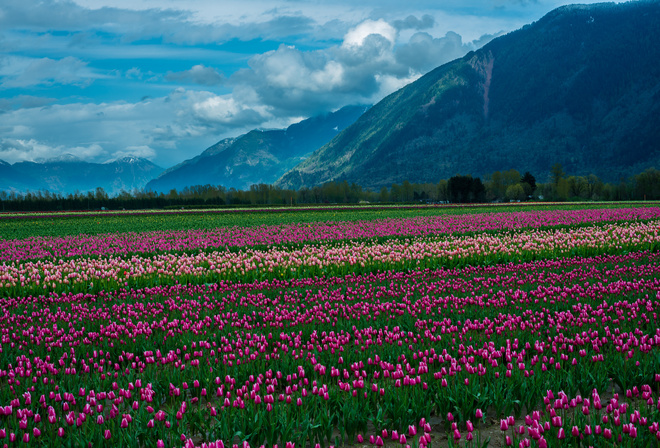 , , , , , , , , nature, landscape, mountain, snow, clouds, the field, tulips, flowers