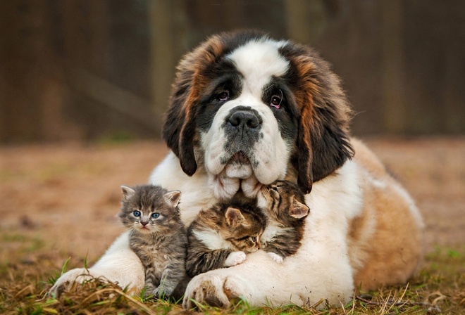 san bernardo, dog, kitty, friendship