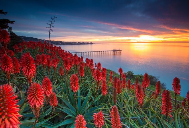 Aloe, La Jolla, San Diego, Coronado