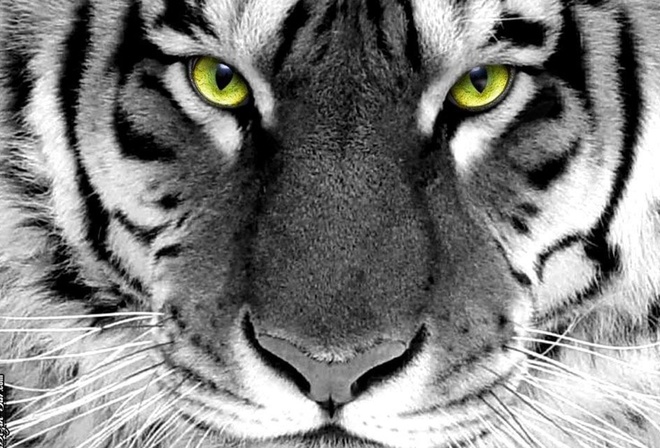 tiger, white, wild, face