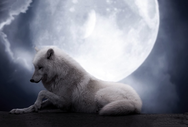 wolf, moon, white, wild