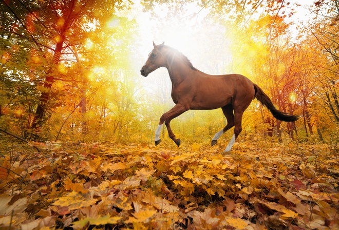 horses in fall leaves, forest, yellows