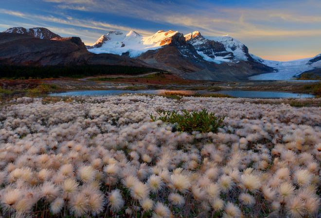 fairy dust dreams - columbia icefields, icefields parkway, alberta,    -  Icefields, Icefields Parkway, 