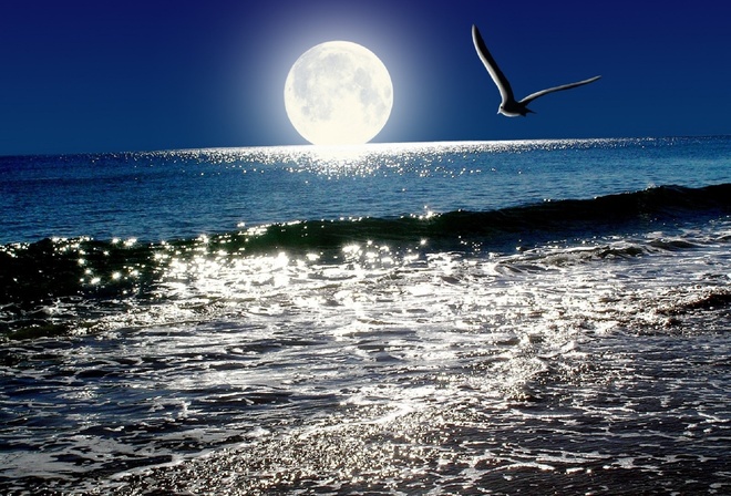 чайка, блеск луны, океан, небо, волны