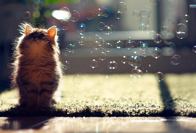 pussy, Bubbles, light