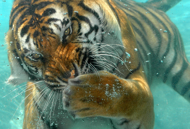 тигр, под водой, хищник, вода, пузырьки